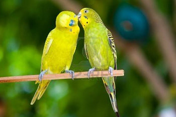 parrot pair, branch, close, feathers, together HD wallpaper