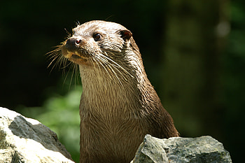Playful otter family, Adorable aquatic mammal, Curious in nature, River habitat HD wallpaper