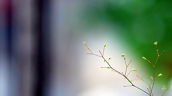Plants, Leaves HD wallpaper