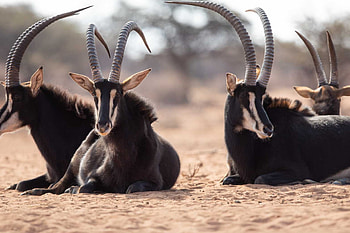 Sable antelope, Wild Eye Travel, Michael Laubscher, Majestic creature HD wallpaper