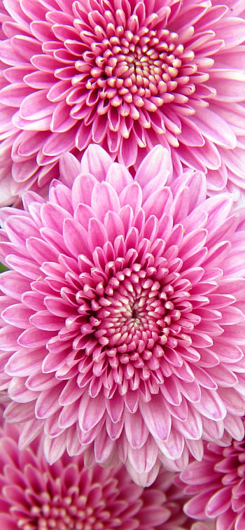 Chrysanthemum, , Elegant flowers, Nature's charm HD phone wallpaper