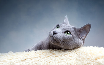 Animals, Cats HD wallpaper
