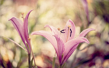 Background, Pink, Flower, Macro, Lily HD wallpaper