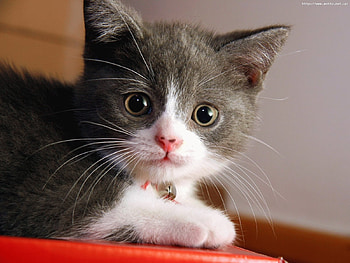 Animals, Cats HD wallpaper