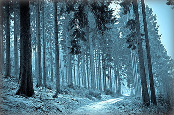 Winter forest, winter, blue, forest, tree HD wallpaper