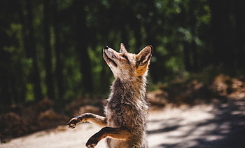 Animals, Fox, Predator, Worth HD wallpaper