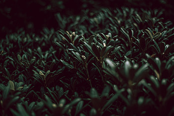 Plants, Grass, Leaves, Macro HD wallpaper