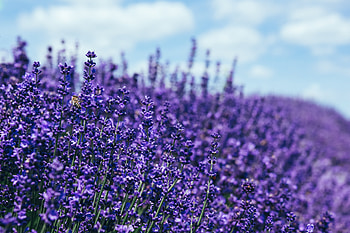 Lavender , lavender, nature HD wallpaper