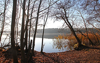 Lake in Late Autumn, trees, autumn, calm, lake HD wallpaper