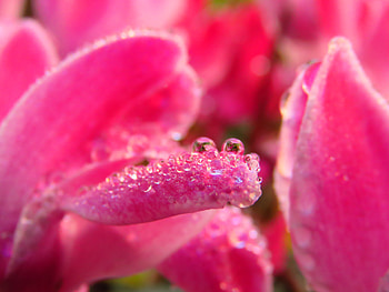 Pink, Drops, Macro, Petals HD wallpaper