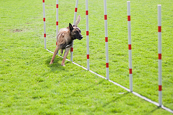 Bh Examination, Dog Sports HD wallpaper