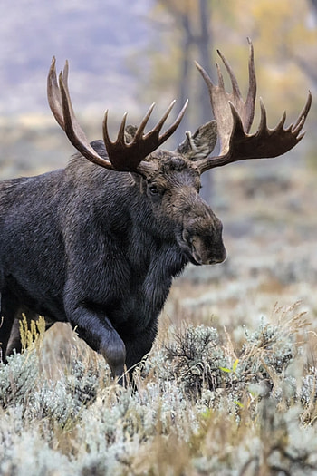 Moose, Winter wonderland, Majestic moose, Scenic beauty HD phone wallpaper