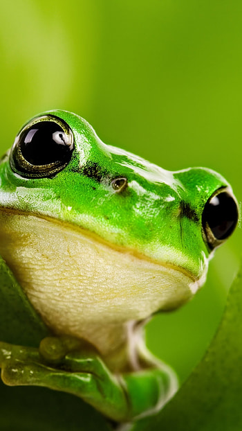 Cute Frog, Green Adorable HD phone wallpaper