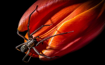 Spider on a tulip, tulip, black, flower, red, spider, insect HD wallpaper