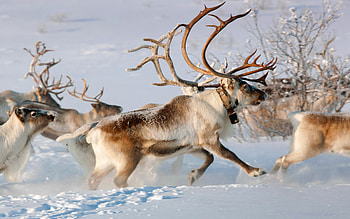 Snow, Animal, Deer HD wallpaper