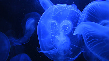 Group of jellyfish, Harmonious marine life, Peaceful ocean creatures, Beautiful aquatic scene HD wallpaper