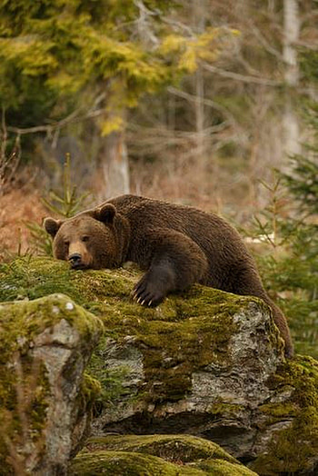 Grizzly Bear, Bear family sign, Unique animal, Powerful presence HD phone wallpaper