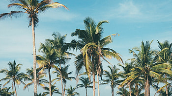 VSCO palm tree, Computer , Trendy aesthetic, Retro vibes HD wallpaper