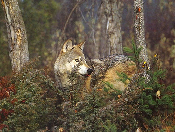 of a wolf, winter, dog, canis lupus, lone wolf, wolf, howling, snow, the pack, mythical, white, timber, wolves, grey, lobo, wisdom beautiful, grey wolf, nature, canine, friendship, arctic, solitude, black, quotes, wolf pack, , wild animal black, wolfrunning, abstract, pack, majestic, howl, spirit, wolf HD wallpaper