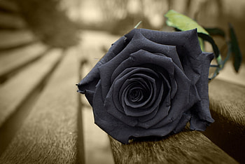 rose, abstract, graphy, flower HD wallpaper