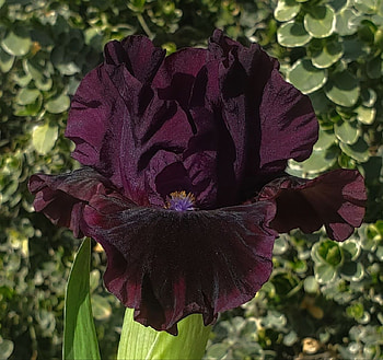 black swordlily, black, iris, flower, swordlily HD wallpaper