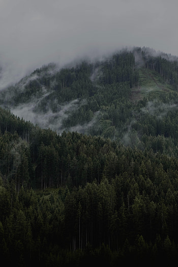 Nature, Trees, Clouds, Mountain, Forest, Slope HD phone wallpaper