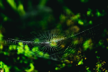 Web, Macro, Close-Up, Spider HD wallpaper