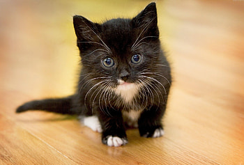 Animals, Fluffy, Kitty, Kitten, Muzzle, Kid, Tot HD wallpaper