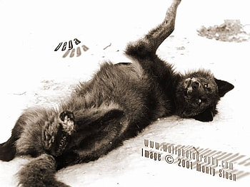 Vega playing in the snow, black, playing, wolves, snow, vega HD wallpaper