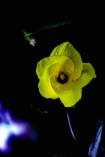 Flowers, Flower, Dark, Petals HD phone wallpaper