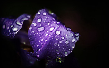 Drops, Flower, Macro, Dark, Surface HD wallpaper