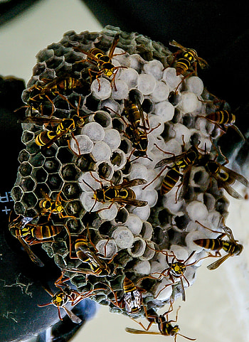 Nest, Beehives HD phone wallpaper