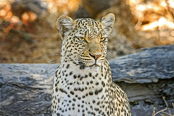 Leopard, wild cat, muzzle, calm HD wallpaper