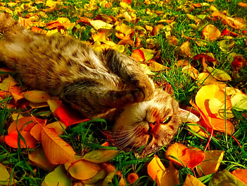 Autumn cat, kitten, kitty, cats, cute, sleepy, sleeping, beauty, animals, hat, sweet, cat, beautiful, paws, cat face, pretty, face, lovely HD wallpaper