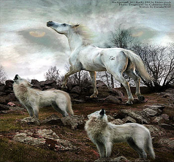 Wolves and Horse, predators, hunters, wolf, wildlife HD wallpaper