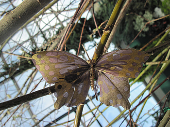 A dots butterfly, branches, Butterflies, garden, graphy HD wallpaper
