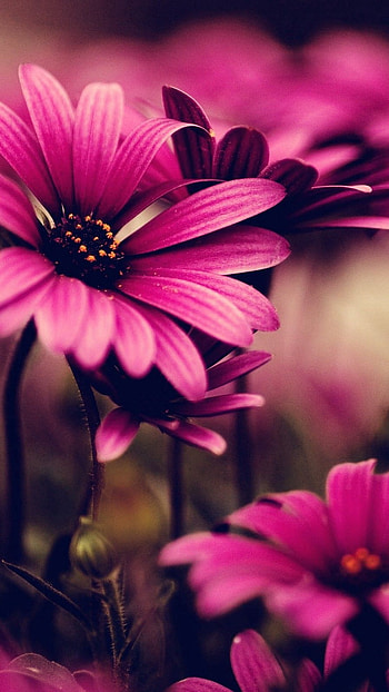 Flower, Flowers Background HD phone wallpaper