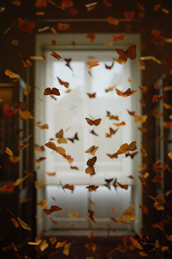 Butterflies, Miscellanea, Miscellaneous, Registration, Typography, Blur, Smooth, Room, Premises, Decoration HD phone wallpaper