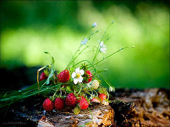 forest secret, strawberry, wild, forest, flower HD wallpaper