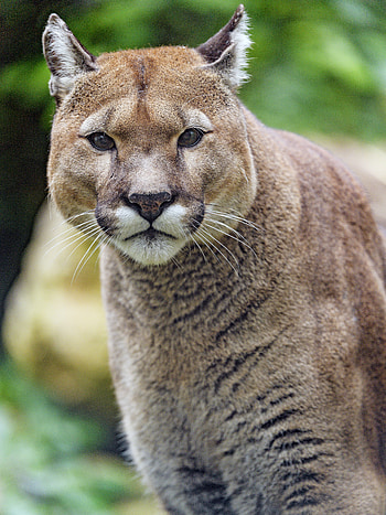 Animals, Puma, Predator, Big Cat, Sight, Opinion HD phone wallpaper