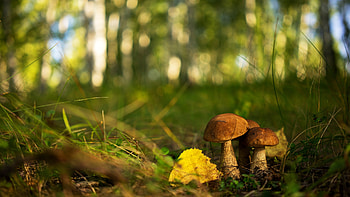 Macro graphy, Mushroom close-ups, Nature's beauty, Intricate details HD wallpaper