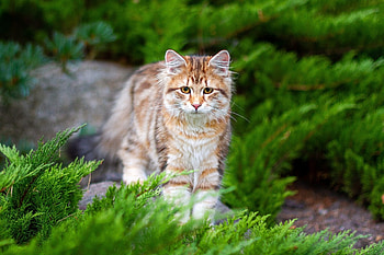 Cat, animal, kitten, kitty HD wallpaper
