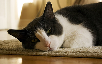 Sweet calico cat resting, kitten, calico, cat, rest HD wallpaper