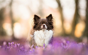 Long haired chihuahua, Fluffy companion, Cute and cuddly, Adorable pet HD wallpaper