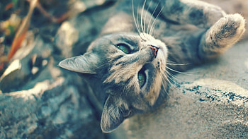 Animals, Cats HD wallpaper