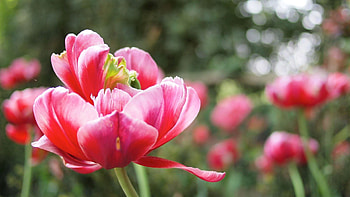 Flowers, Tulips, Plant, Macro, Petals HD wallpaper