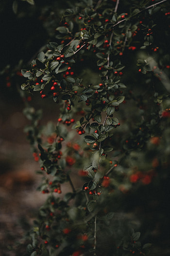 Nature, Berries, Bush, Macro, Branches HD phone wallpaper