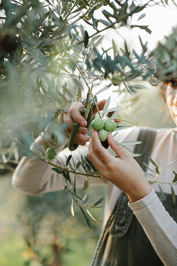 A woman harvesting green olives from an olive tree in a sunny orchard. HD phone wallpaper