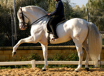 Spanish Walk, spanish, andalusian, horses, white, grey, dressage HD wallpaper