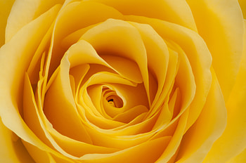 Flowers, Macro, Rose Flower, Rose, Petals, Bud HD wallpaper